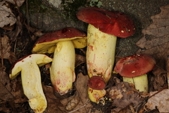 Boletus roodyi