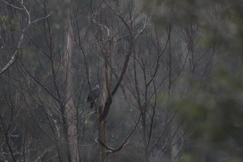 Sri Lanka Wood Pigeon (Columba torringtoniae), photo 4