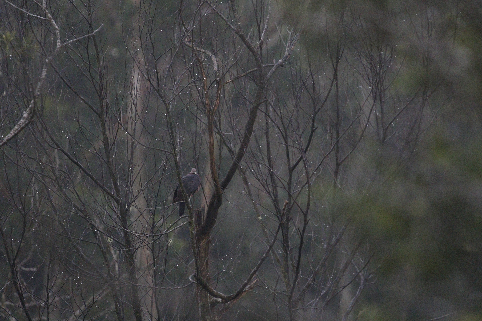 Sri Lanka Wood Pigeon (Columba torringtoniae), photo 4