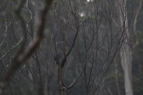 Sri Lanka Wood Pigeon (Columba torringtoniae), photo 6