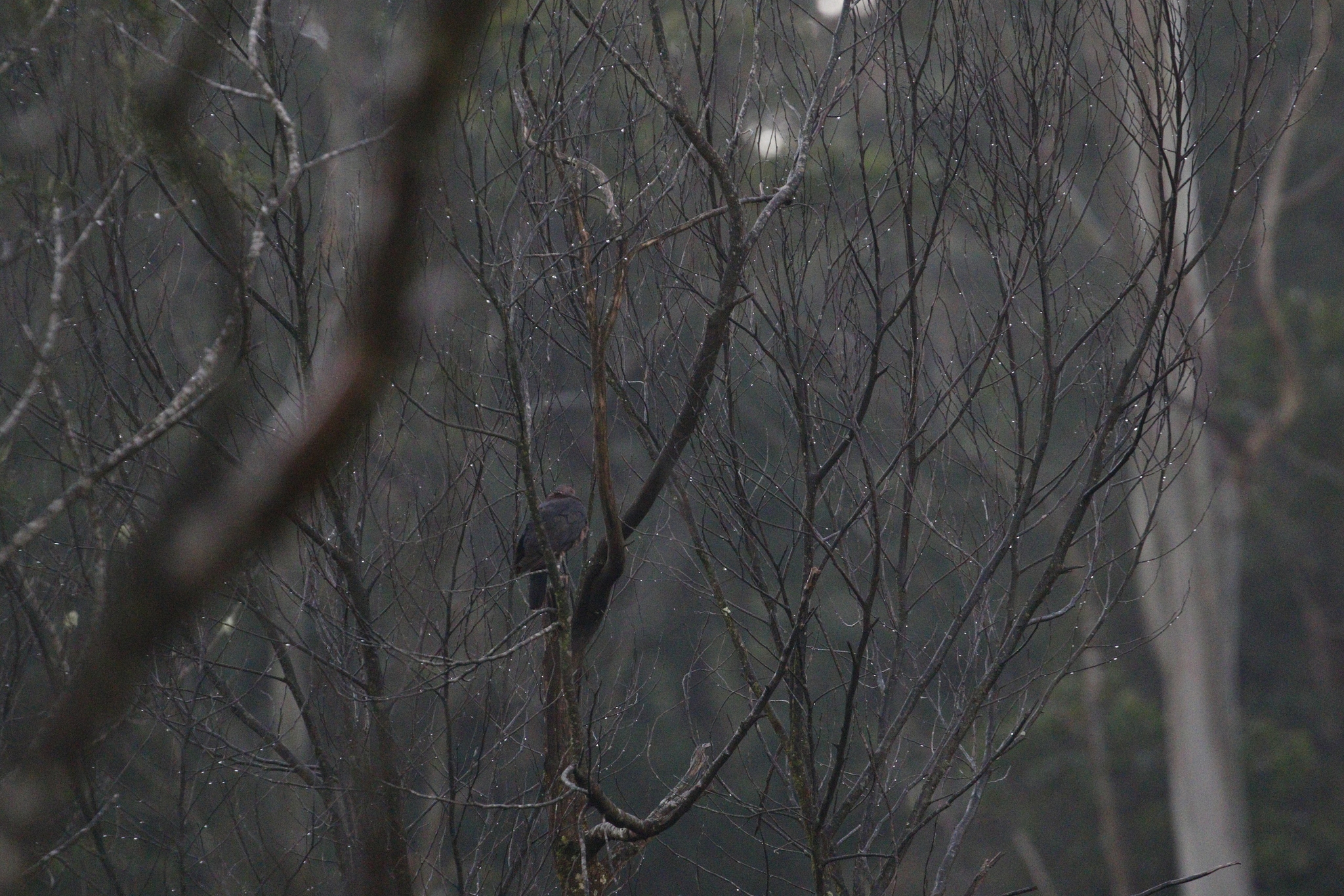 Sri Lanka Wood Pigeon (Columba torringtoniae), photo 6