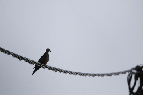 Sri Lanka Wood Pigeon (Columba torringtoniae)