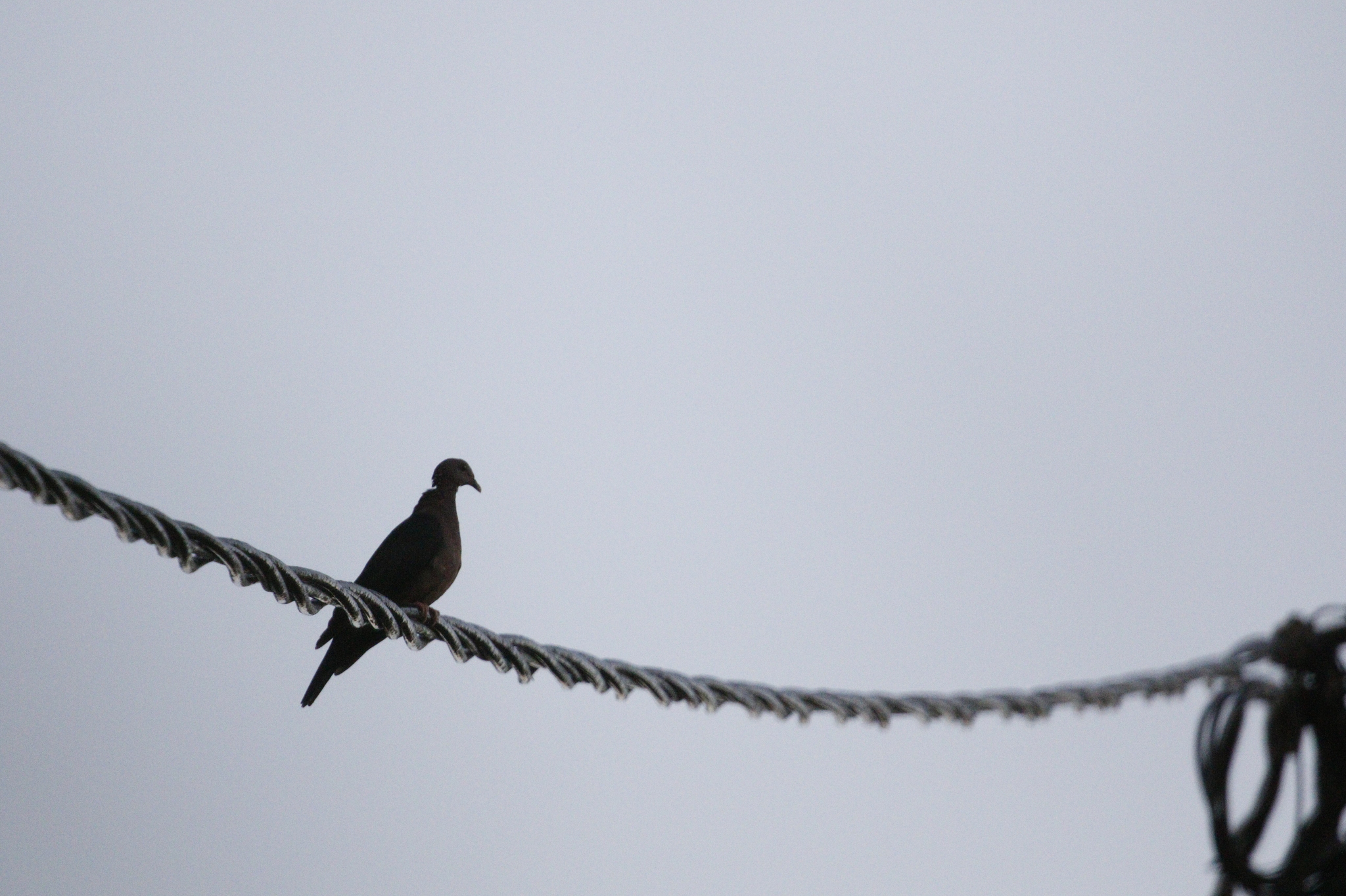 Sri Lanka Wood Pigeon (Columba torringtoniae), photo 1