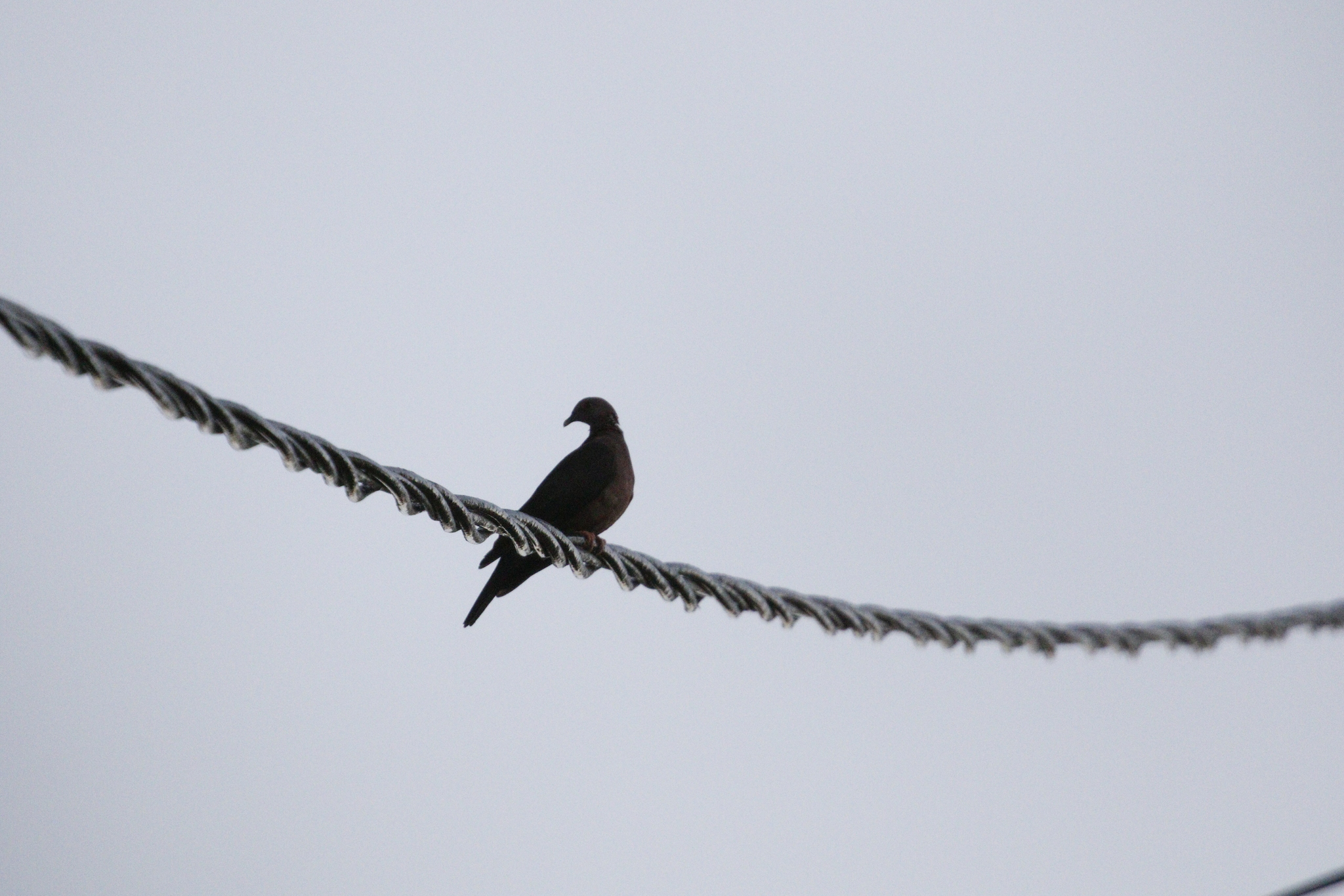 Sri Lanka Wood Pigeon (Columba torringtoniae), photo 2