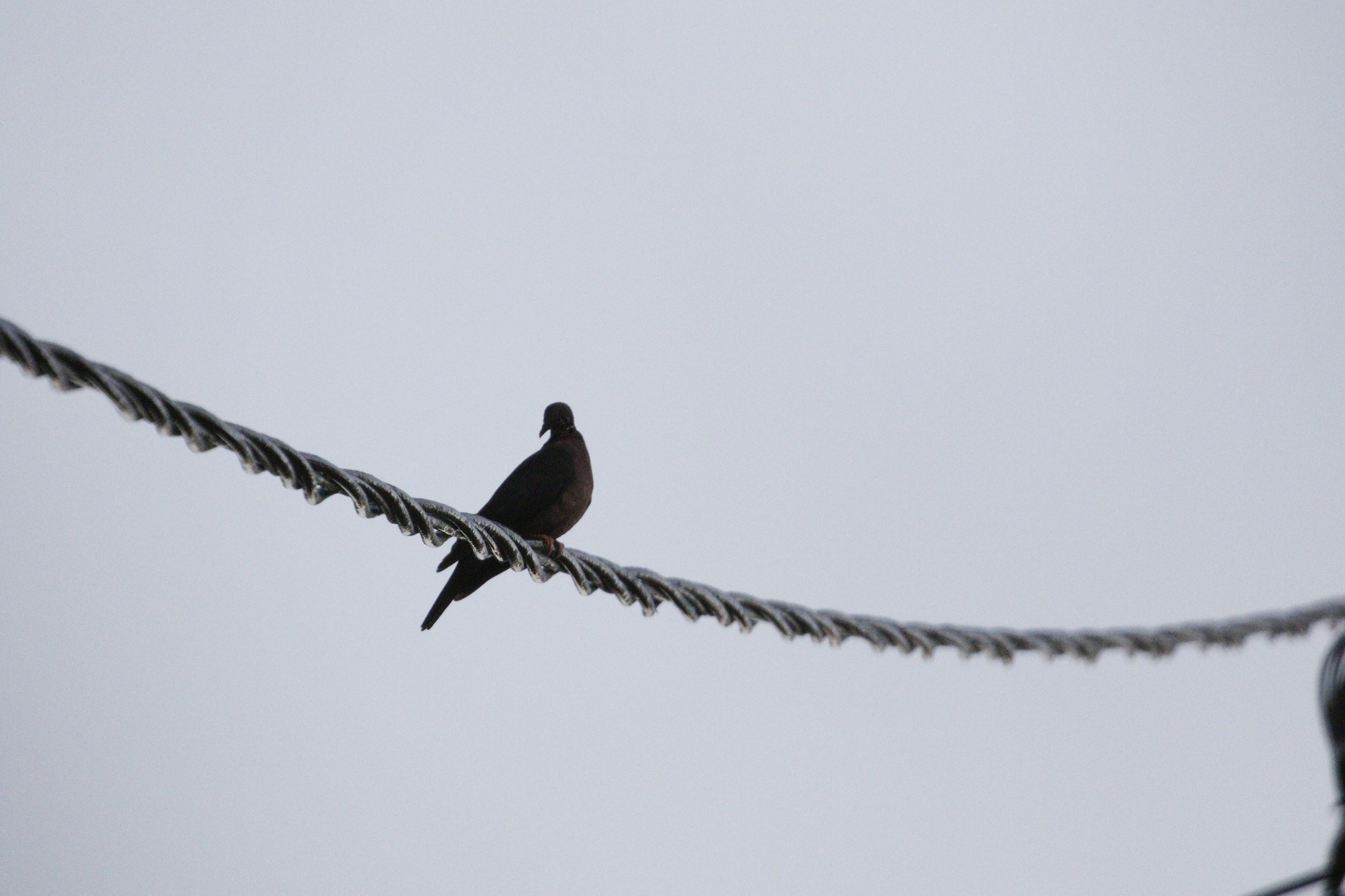 Sri Lanka Wood Pigeon (Columba torringtoniae), photo 3