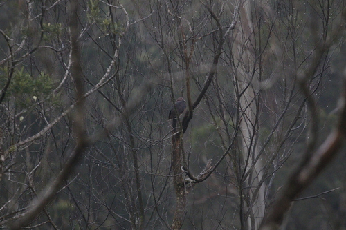 Sri Lanka Wood Pigeon (Columba torringtoniae), photo 5