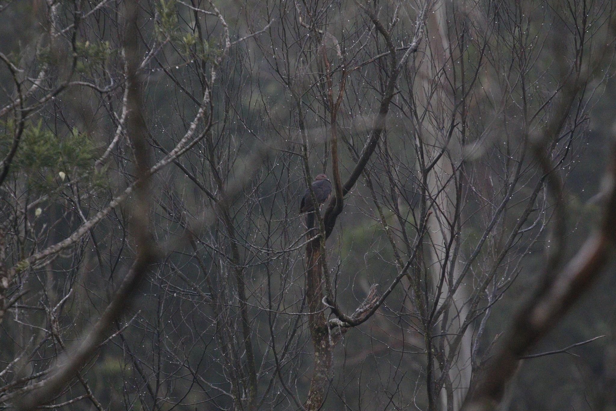 Sri Lanka Wood Pigeon (Columba torringtoniae), photo 5