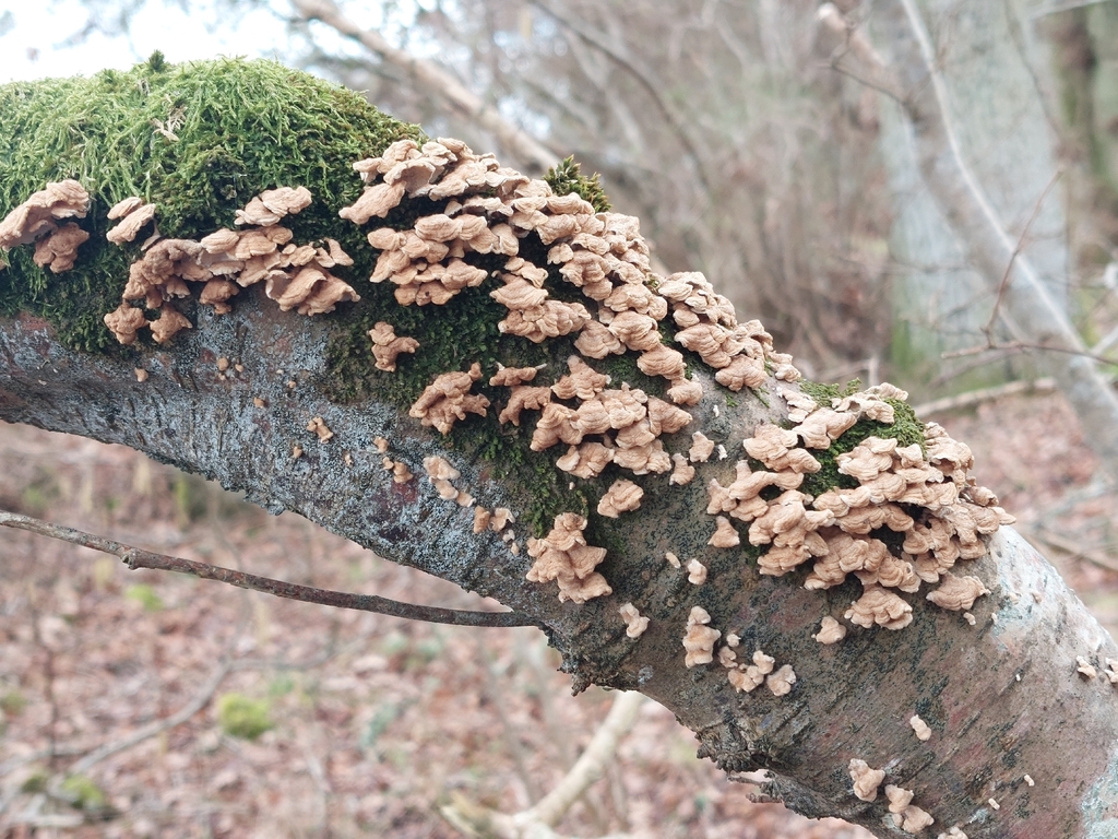 Plicatura crispa · February 2026 · photo: © westerbraenature (iNaturalist, cc0)