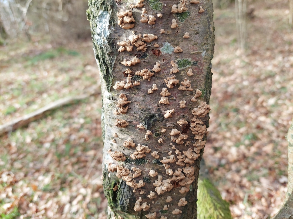 Plicatura crispa · February 2026 · photo: © westerbraenature (iNaturalist, cc0)