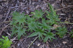 Dioscorea brachybotrya