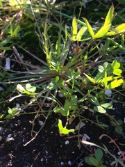 Trifolium gracilentum