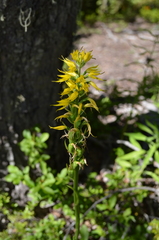 Gavilea lutea