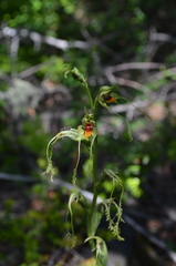 Bipinnula volkmannii