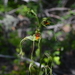 Bipinnula volkmannii - Photo (c) Diego Alarcón, some rights reserved (CC BY-NC), uploaded by Diego Alarcón
