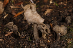 Helvella ephippium