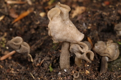 Helvella ephippium