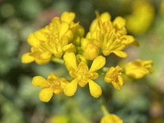 Lepidium flavum felipense