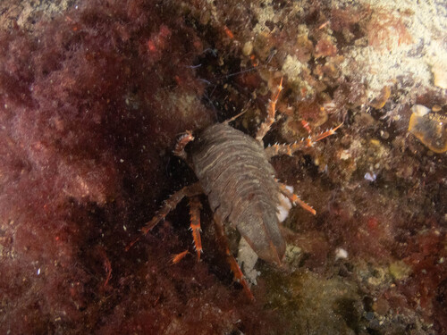 Glyptonotus antarcticus observed 2026-02-23