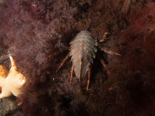 Glyptonotus antarcticus observed 2026-02-23
