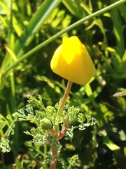 Eschscholzia ramosa