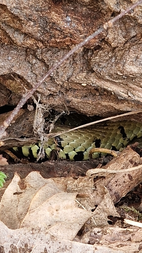 Barred Grass Snake