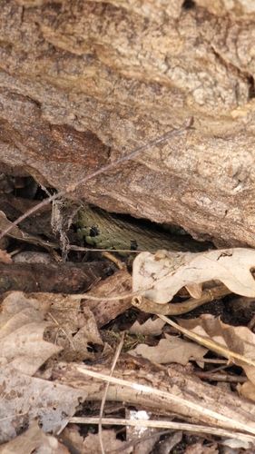 Barred Grass Snake