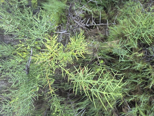Scutia spicata, photograph 6