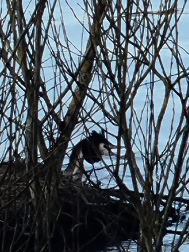 Great Crested Grebe