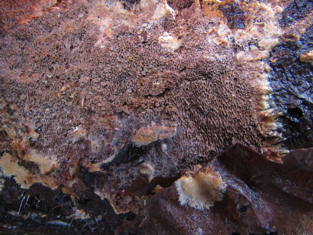 Fuscoporia contigua