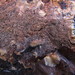 Fuscoporia contigua - Photo (c) maricel patino,  זכויות יוצרים חלקיות (CC BY-NC), הועלה על ידי maricel patino