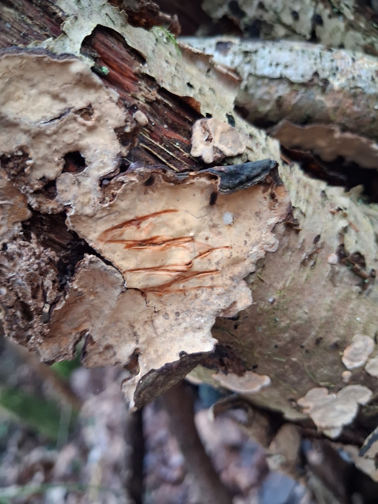 Stereum rugosum · February 2026 · photo: © mangoblatt (iNaturalist, cc0)