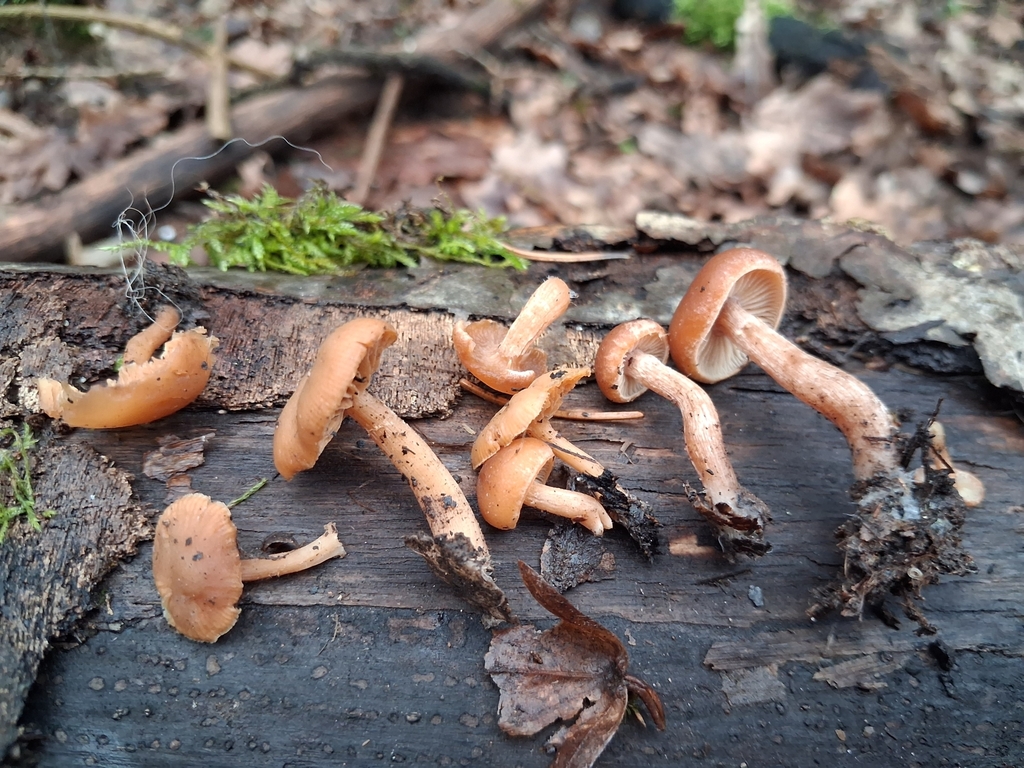 Tubaria furfuracea · February 2026 · photo: © mangoblatt (iNaturalist, cc0)