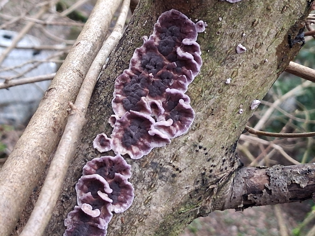 Chondrostereum purpureum · February 2026 · photo: © mangoblatt (iNaturalist, cc0)
