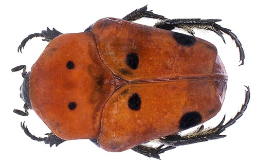 Doryscelis calcarata