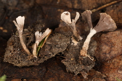 Thelephora regularis