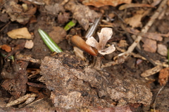 Thelephora regularis