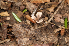 Thelephora regularis