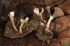 Thelephora regularis