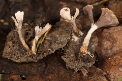 Thelephora regularis