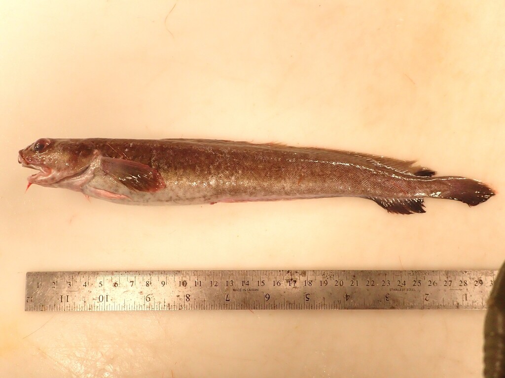 Fourbeard rockling (Enchelyopus cimbrius) — Lotidae