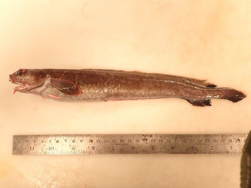 Fourbeard rockling (Enchelyopus cimbrius) — Lotidae
