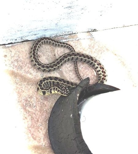 Gunther's Striped Snake