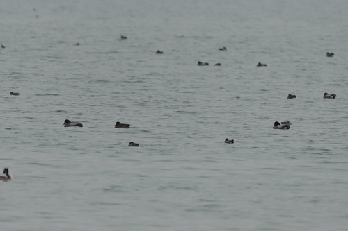 Falcated Duck