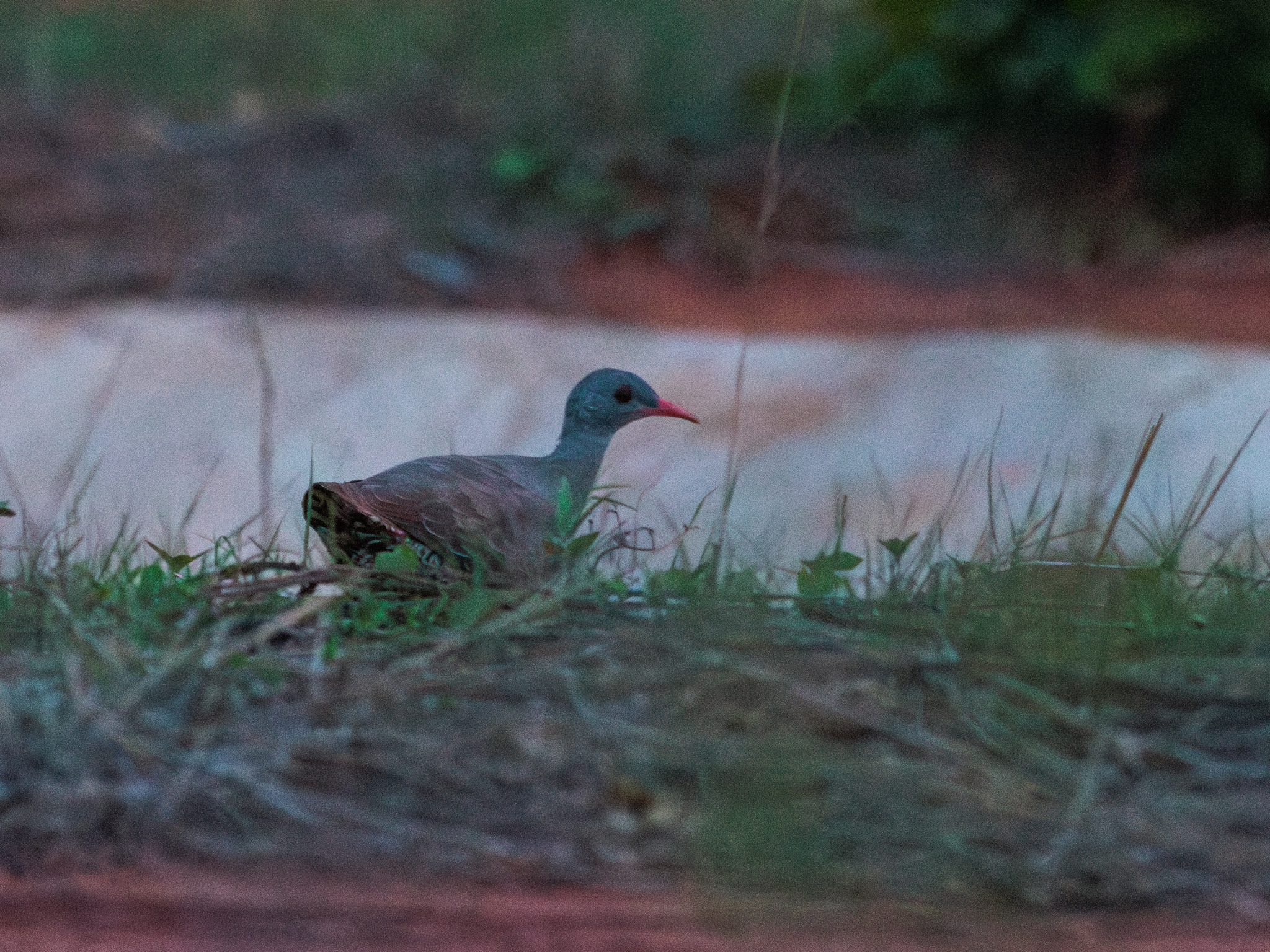 Small-billed Tinamou (Crypturellus parvirostris), photo 1