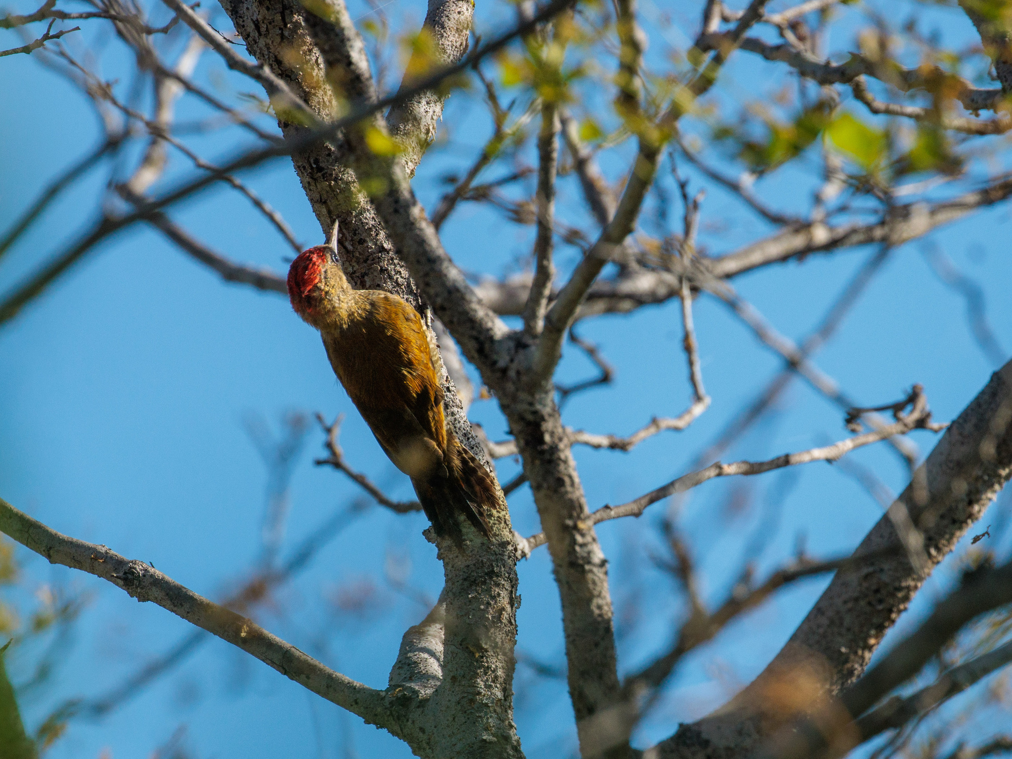 Little Woodpecker (Veniliornis passerinus), photo 8