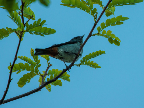 Chestnut-vented Conebill (Conirostrum speciosum), photo 3