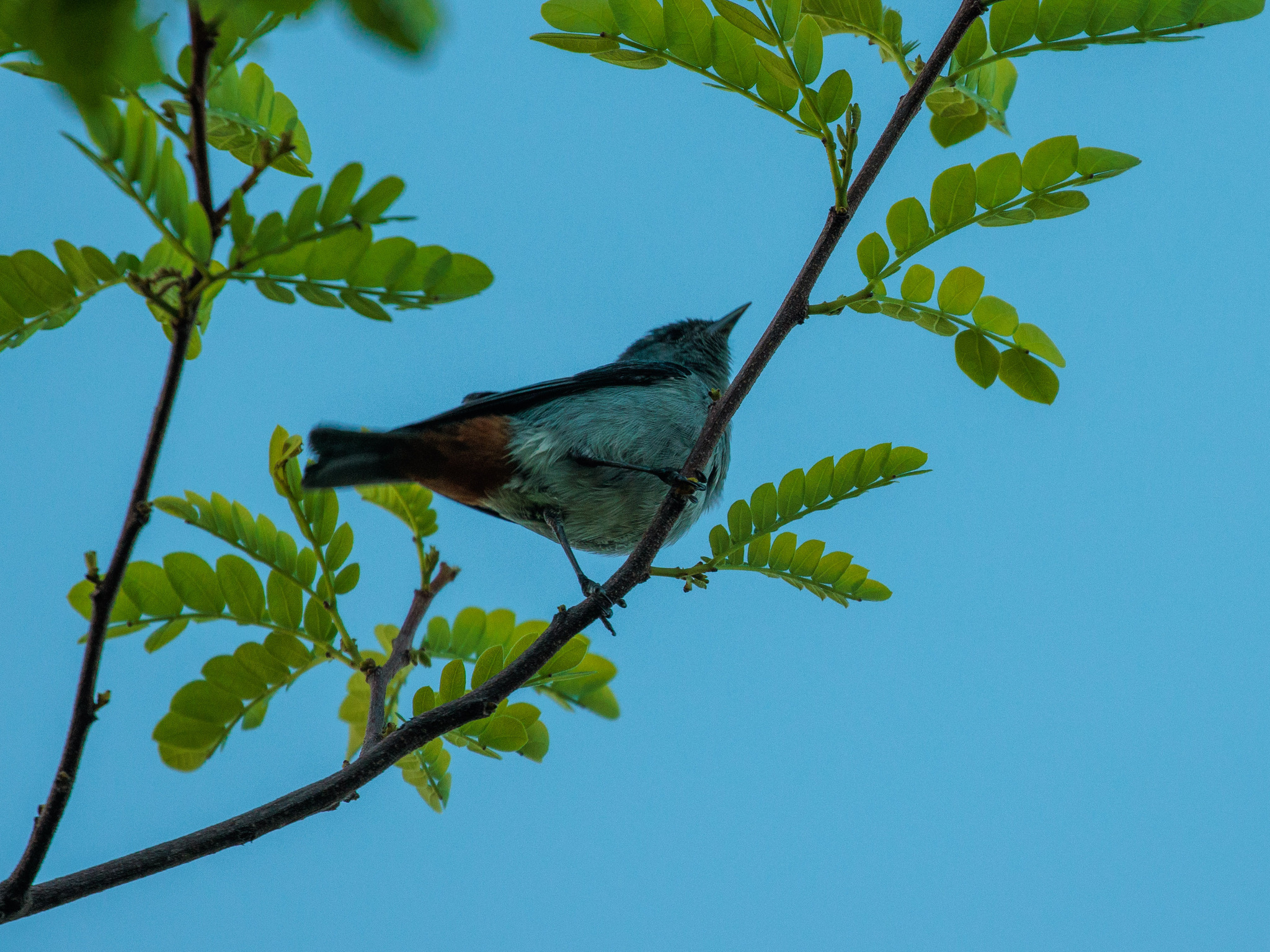 Chestnut-vented Conebill (Conirostrum speciosum), photo 1