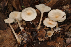 Singerocybe