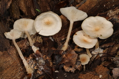 Singerocybe