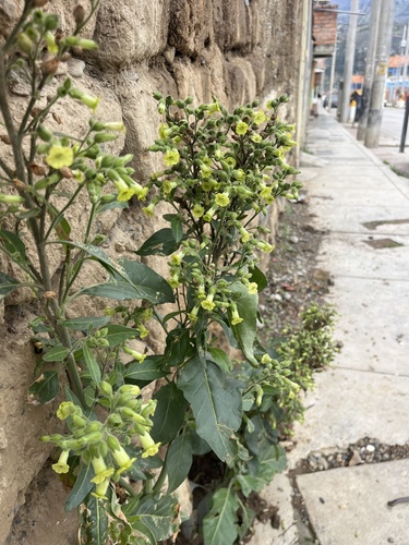 Aztec tobacco